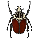 goliath beetle