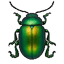 green beetle