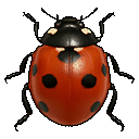 ladybug