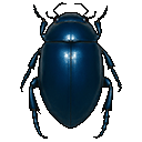 pond beetle