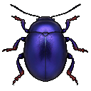purple beetle