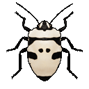 skull bug