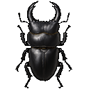 stag beetle